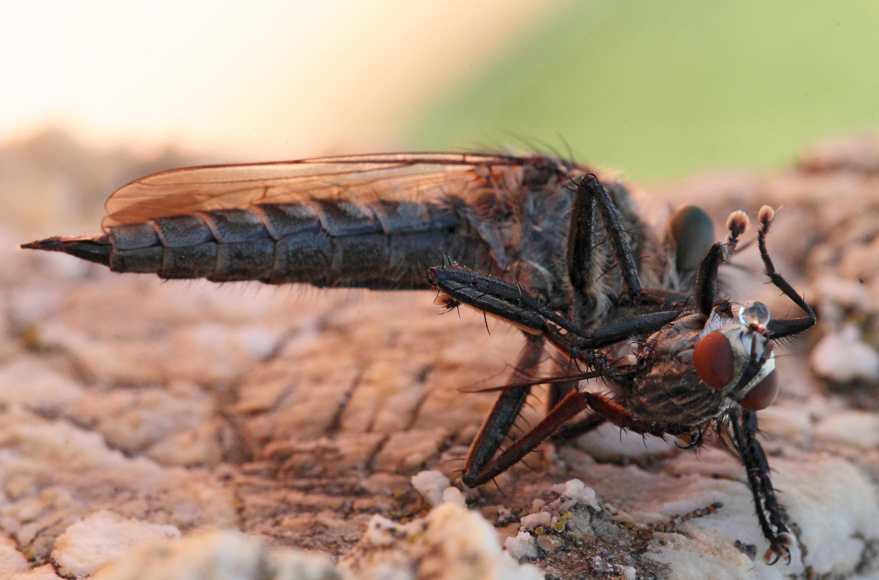 Asilidae:  Philonicus albiceps f. e gruppo Machimus/Tolmerus